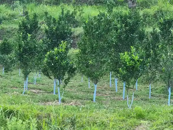 पहाडमा सुन्तला जातको नयाँ बगैंचा / Young citrus orchard on the hillside