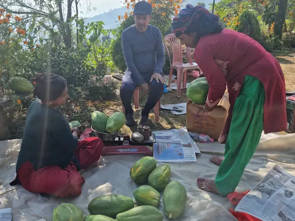 परिवार मेवा बाकसमा प्याक गर्दै / Family packing papaya into boxes