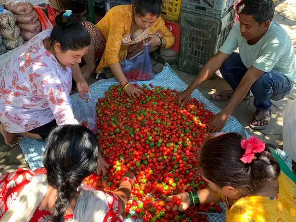 परिवार अकबरे खुर्सानी छान्दै / Family sorting Akbare chillies