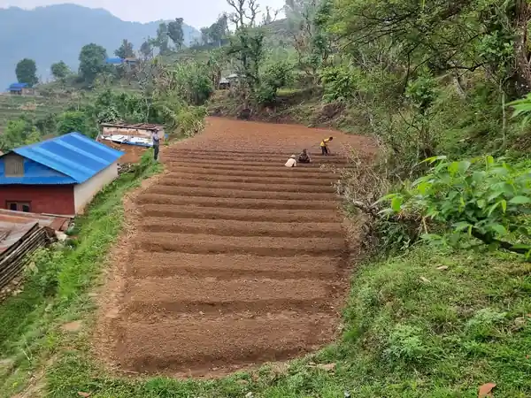 फार्मका भवनसहितको गरा / Terraced field with farm buildings