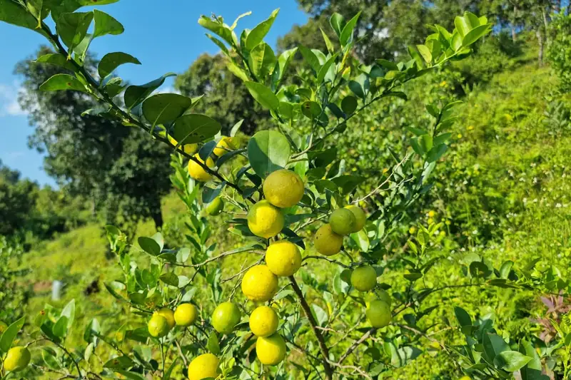 फार्ममा बोटमा फलेका लेमन / Lemons growing on the farm