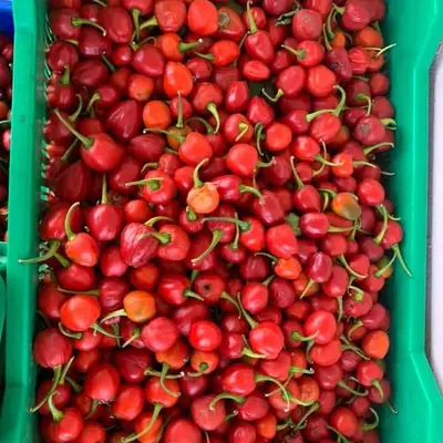 क्रेटमा अकबरे खुर्सानी / Akbare chillies in a crate