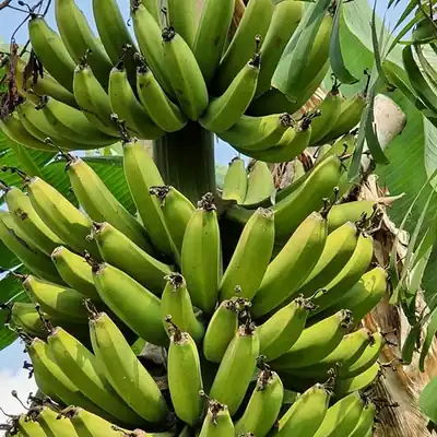 बोटमा काँचो केरा / Green bananas on the plant
