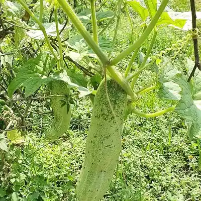 लहरामा झुन्डिएको काँक्रो / A cucumber hanging on the vine