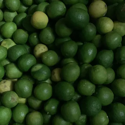 फार्मबाट टिपेका कागती / Limes picked at the farm