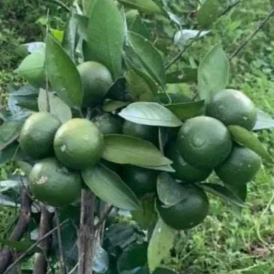 बोटमा सुन्तला / Mandarins on the tree