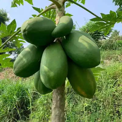 बोटमा मेवा / Papayas on the tree