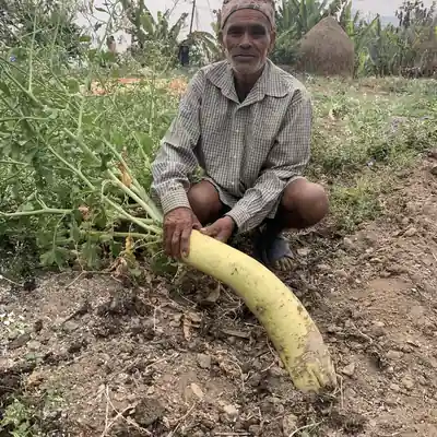 बारीबाट उखेलेको ठूलो मूला / A large radish pulled from the field