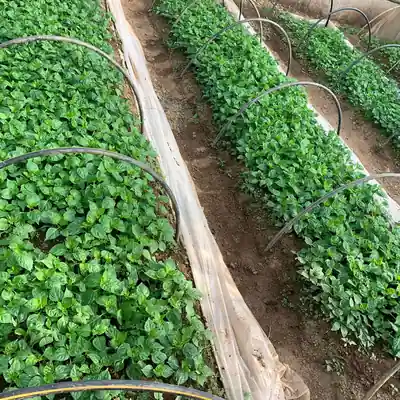 टनेलमा हरियो साग / Leafy greens in a tunnel on the farm