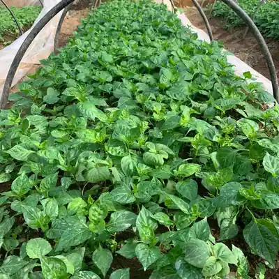टनेलमा हरियो साग / Leafy greens in a tunnel on the farm