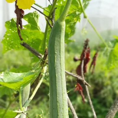 लहरामा झुन्डिएको घिरौंला / A sponge gourd hanging on the vine