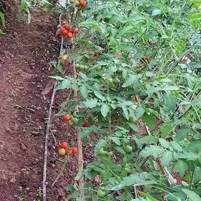 बारीमा फलेका गोलभेडा / Tomatoes growing in a field row